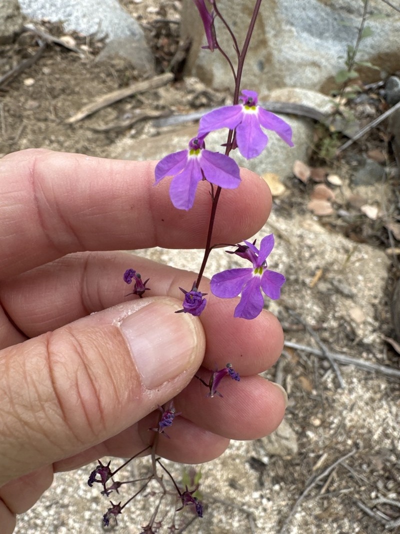 Lobelia aurita photo 5