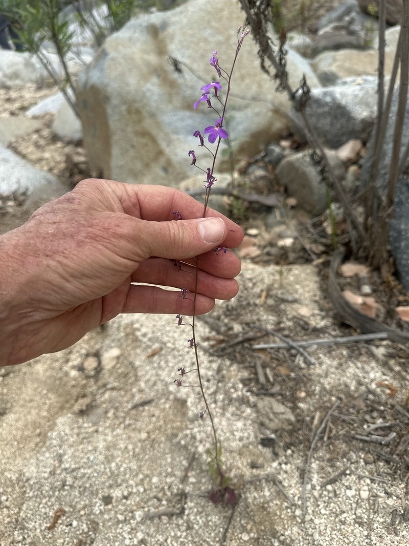 Lobelia aurita photo 6