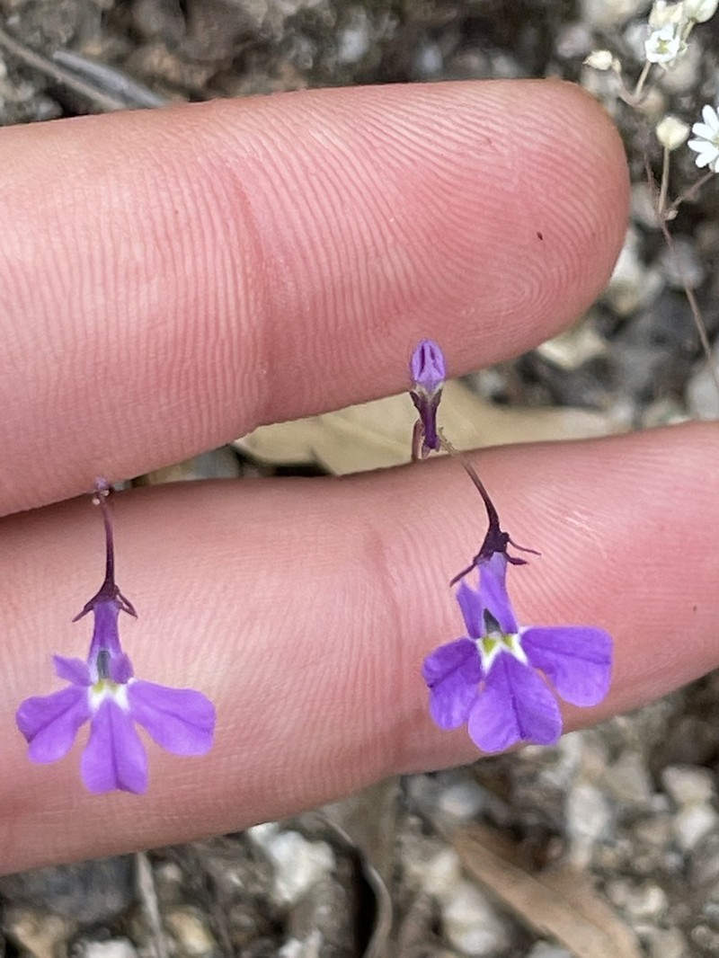 Lobelia aurita photo 7