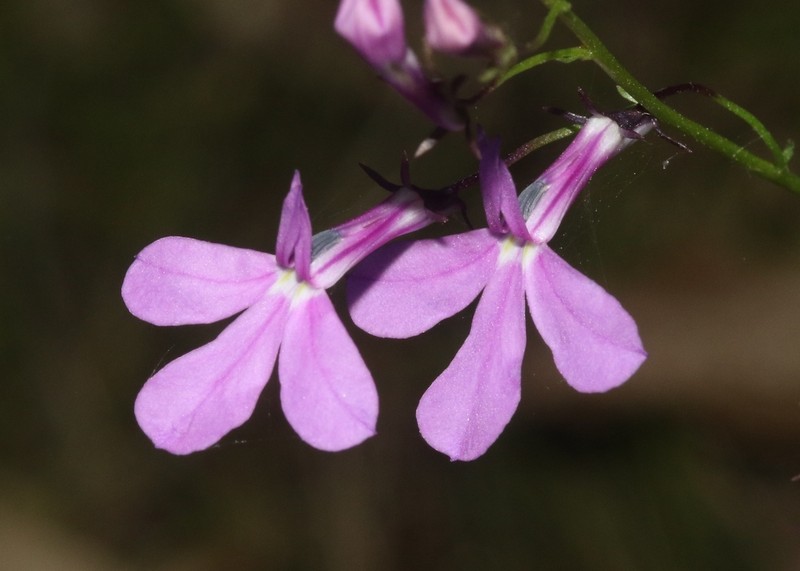 Lobelia aurita photo 8