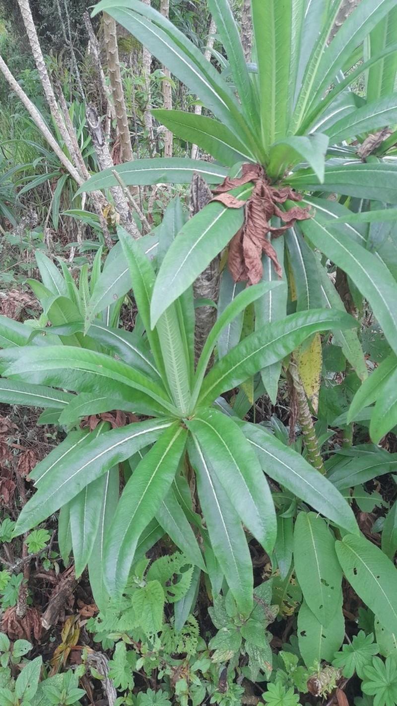 Lobelia bambuseti