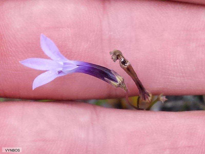 Lobelia barkerae