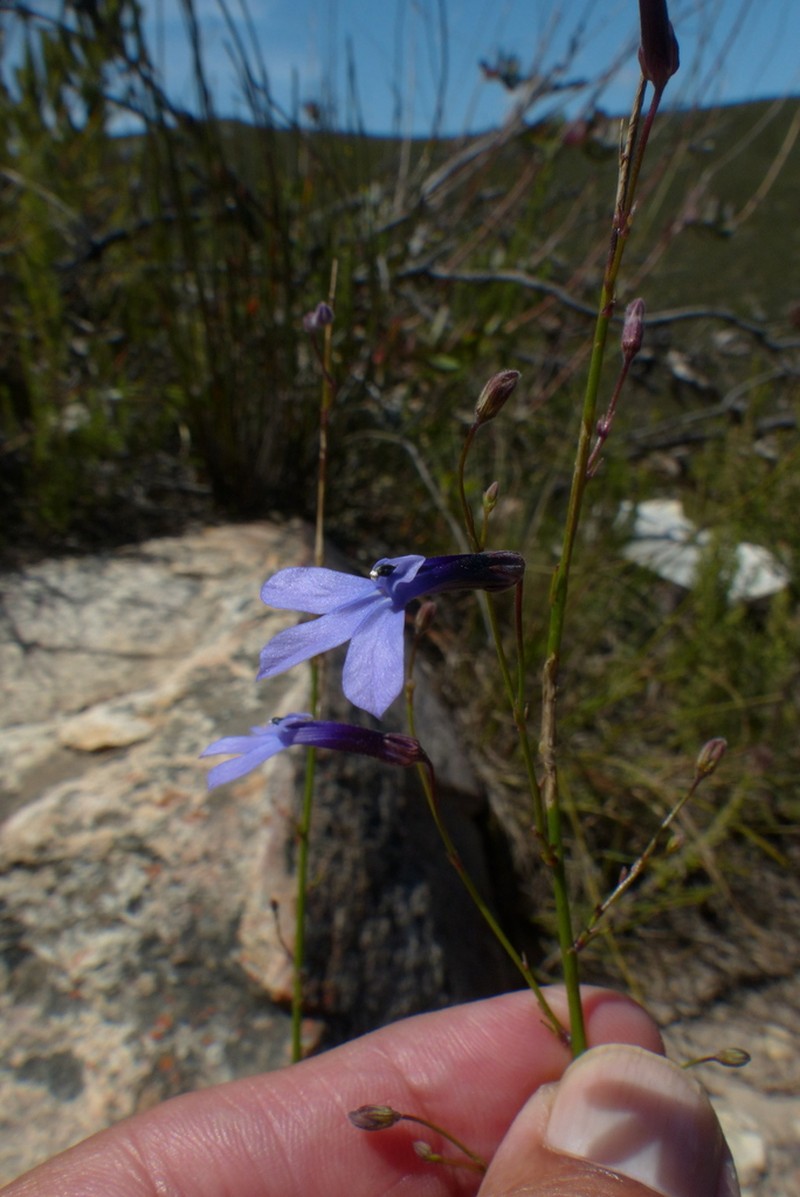 Lobelia barkerae photo 2