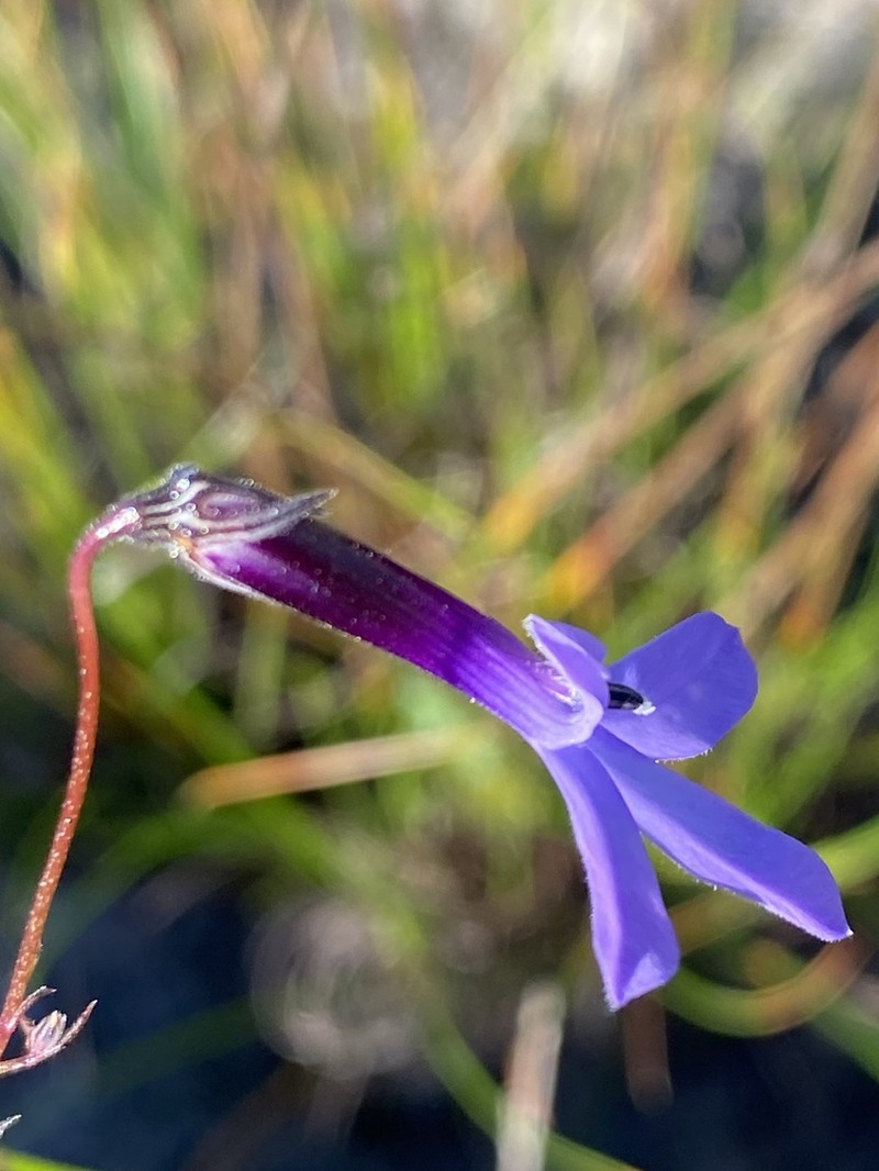 Lobelia barkerae photo 3