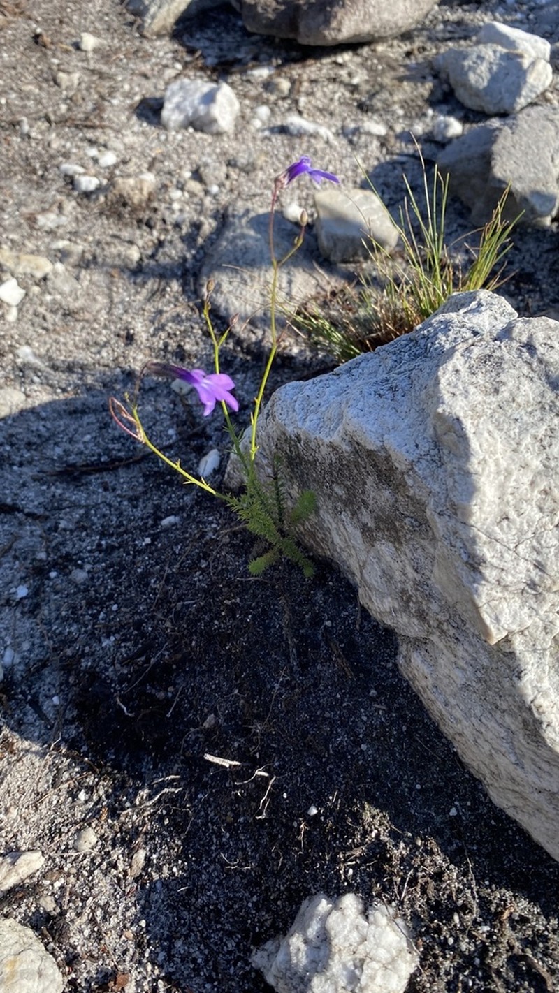 Lobelia barkerae photo 4