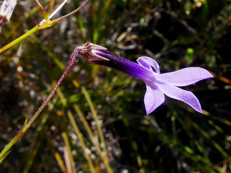 Lobelia barkerae photo 5