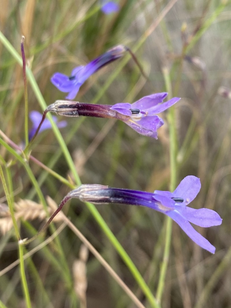 Lobelia barkerae photo 6
