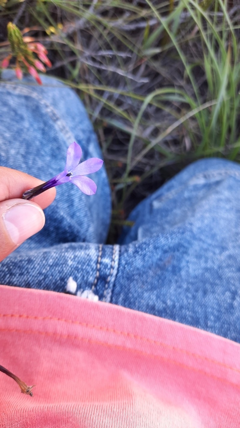 Lobelia barkerae photo 7