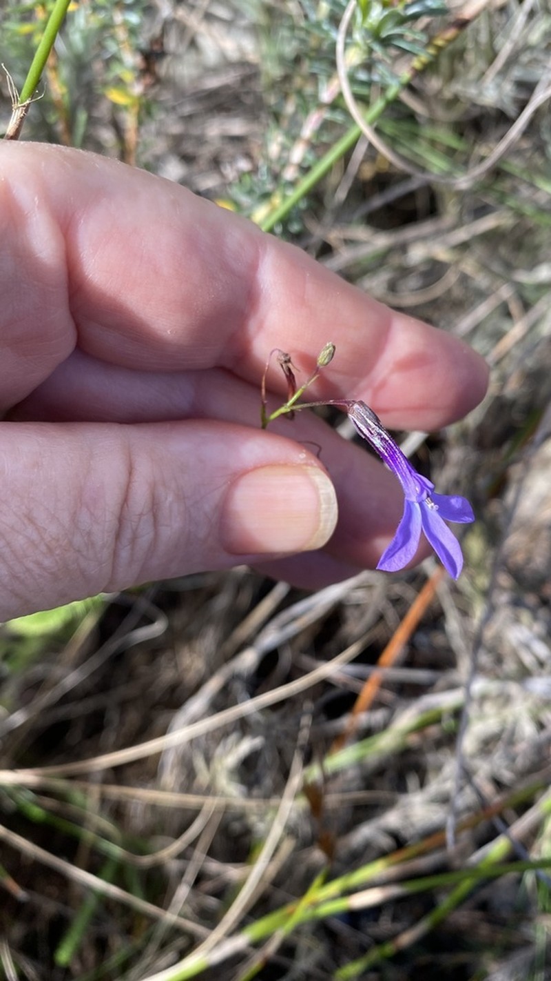 Lobelia barkerae photo 8