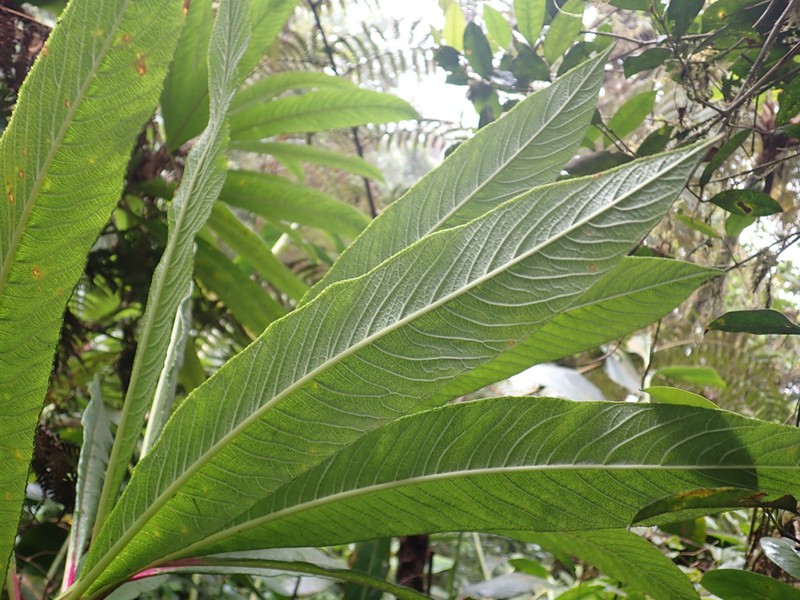 Lobelia barnsii
