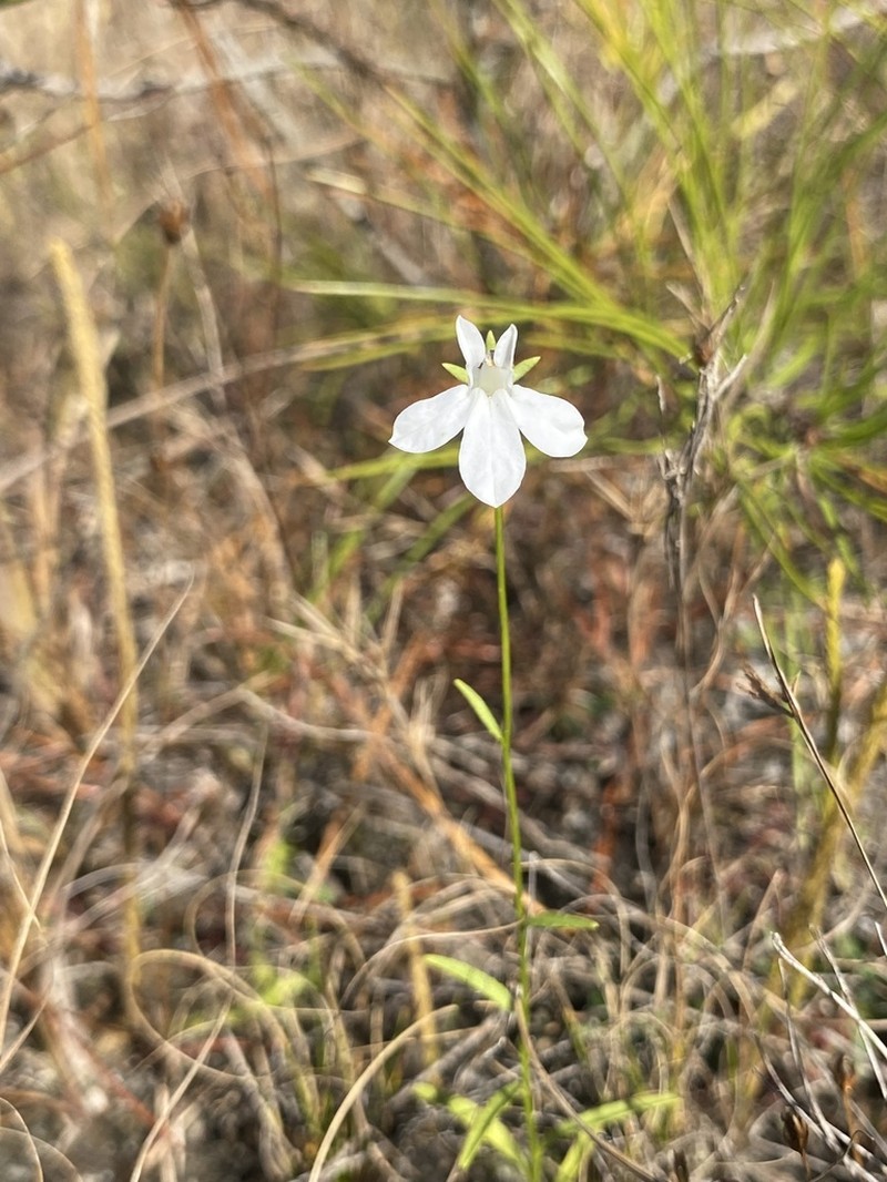 Lobelia batsonii