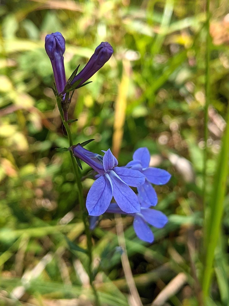 Lobelia batsonii photo 2