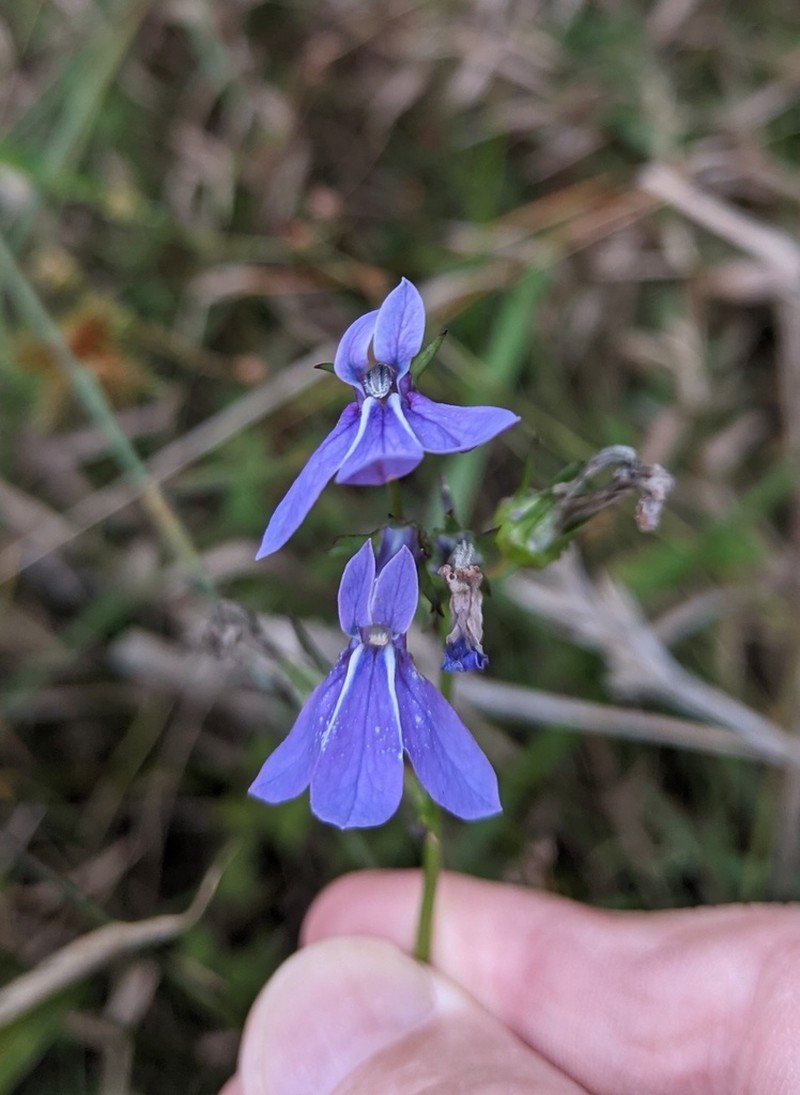 Lobelia batsonii photo 3