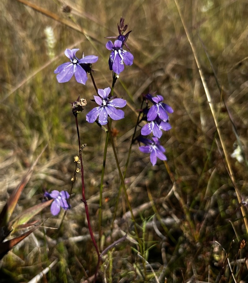 Lobelia batsonii photo 4