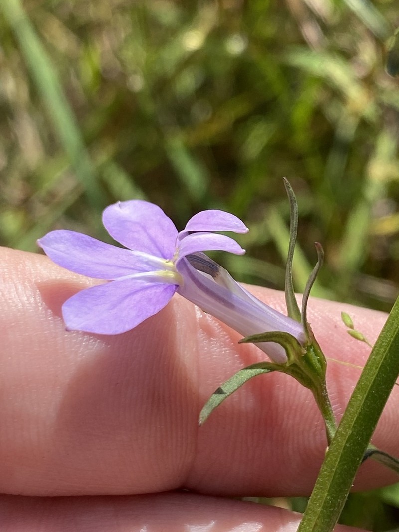 Lobelia batsonii photo 5