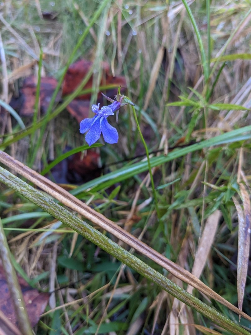 Lobelia batsonii photo 6