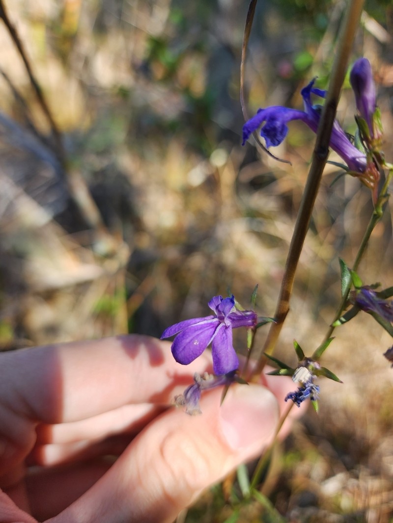 Lobelia batsonii photo 8