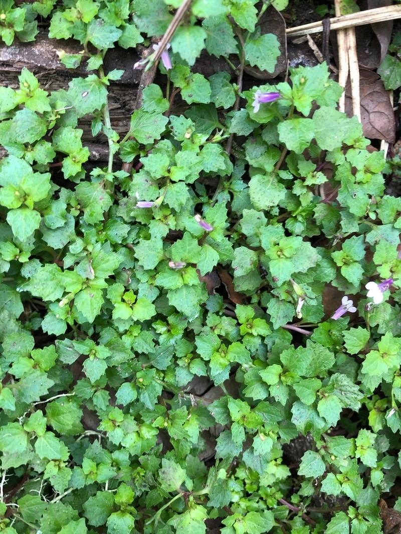 Lobelia baumannii