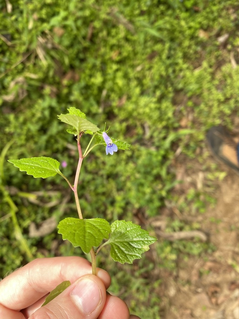 Lobelia baumannii photo 2