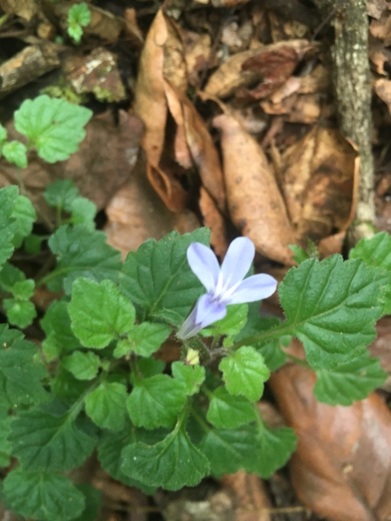 Lobelia baumannii photo 3