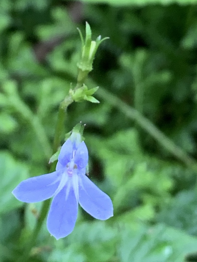 Lobelia baumannii photo 4