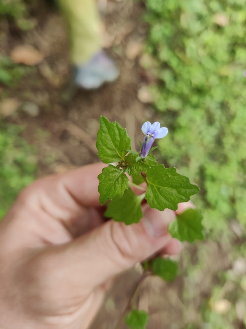 Lobelia baumannii photo 5