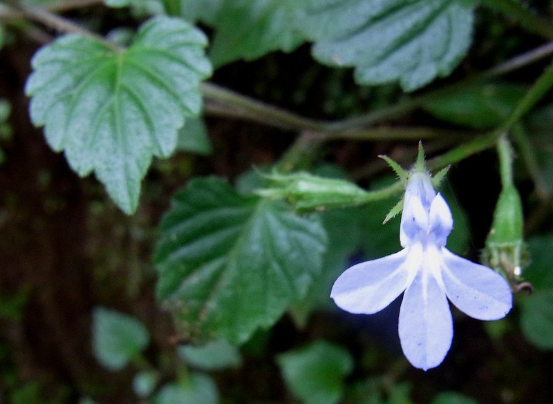 Lobelia baumannii photo 8