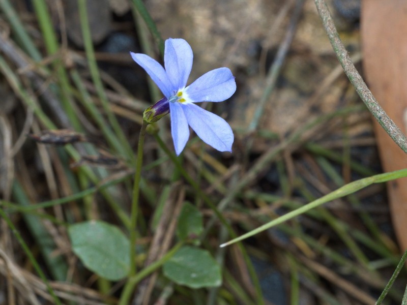 Lobelia beaugleholei photo 2