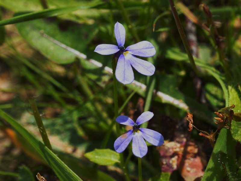 Lobelia beaugleholei photo 3