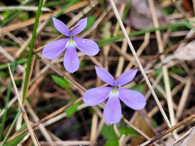 Lobelia beaugleholei photo 4