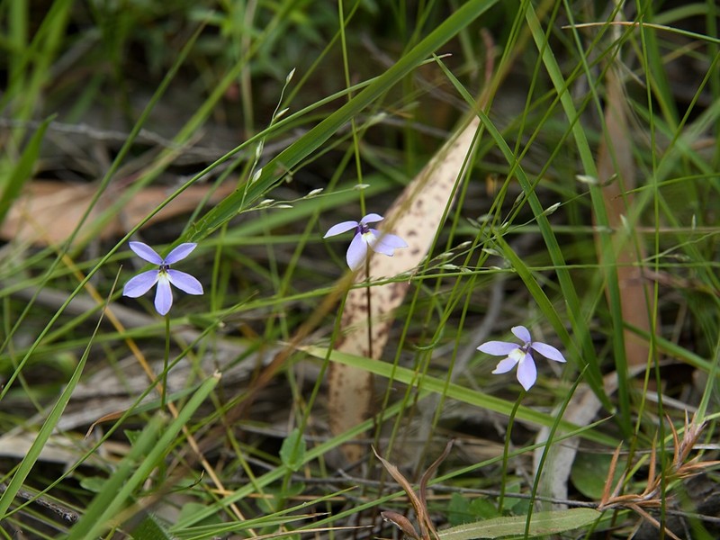 Lobelia beaugleholei photo 5