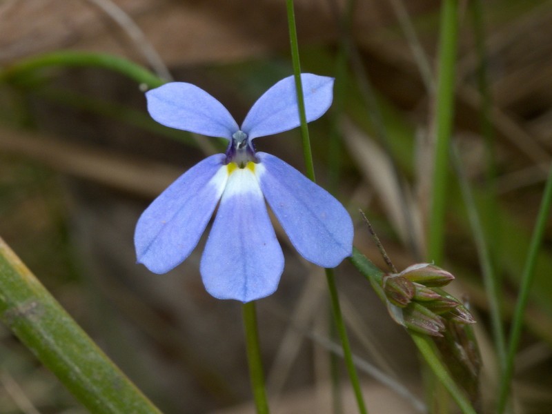 Lobelia beaugleholei photo 6