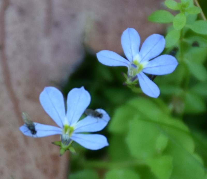Lobelia beaugleholei photo 7