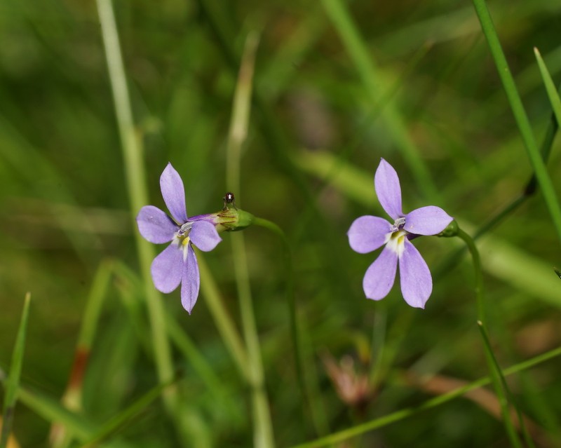 Lobelia beaugleholei photo 8