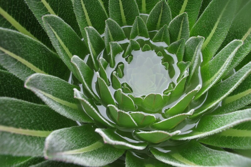 Lobelia bequaertii photo 2
