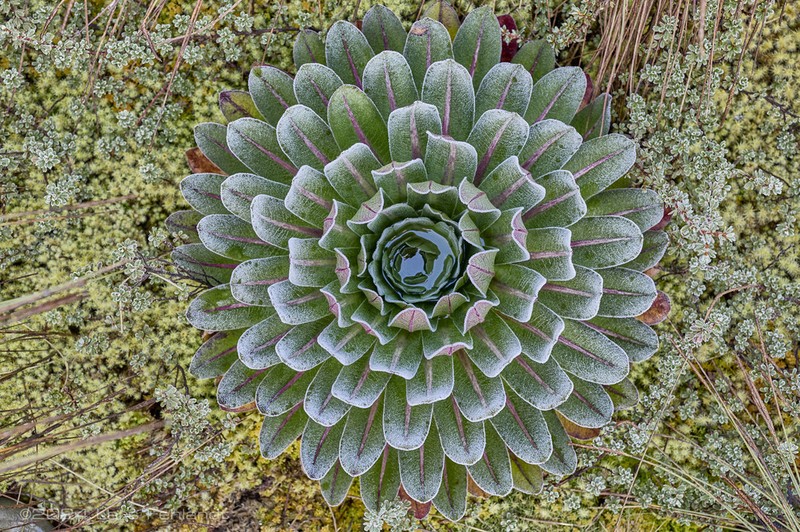 Lobelia bequaertii photo 7