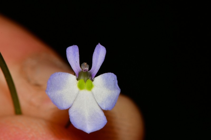 Berlandier's Lobelia