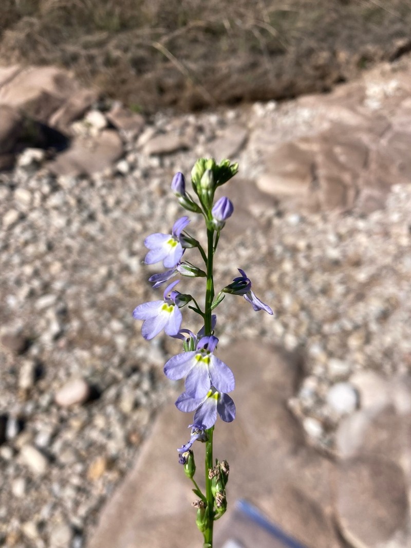 Berlandier's Lobelia photo 2