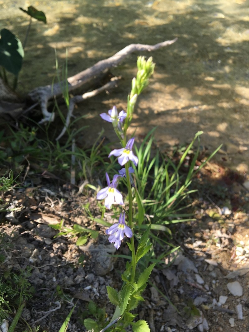Berlandier's Lobelia photo 3