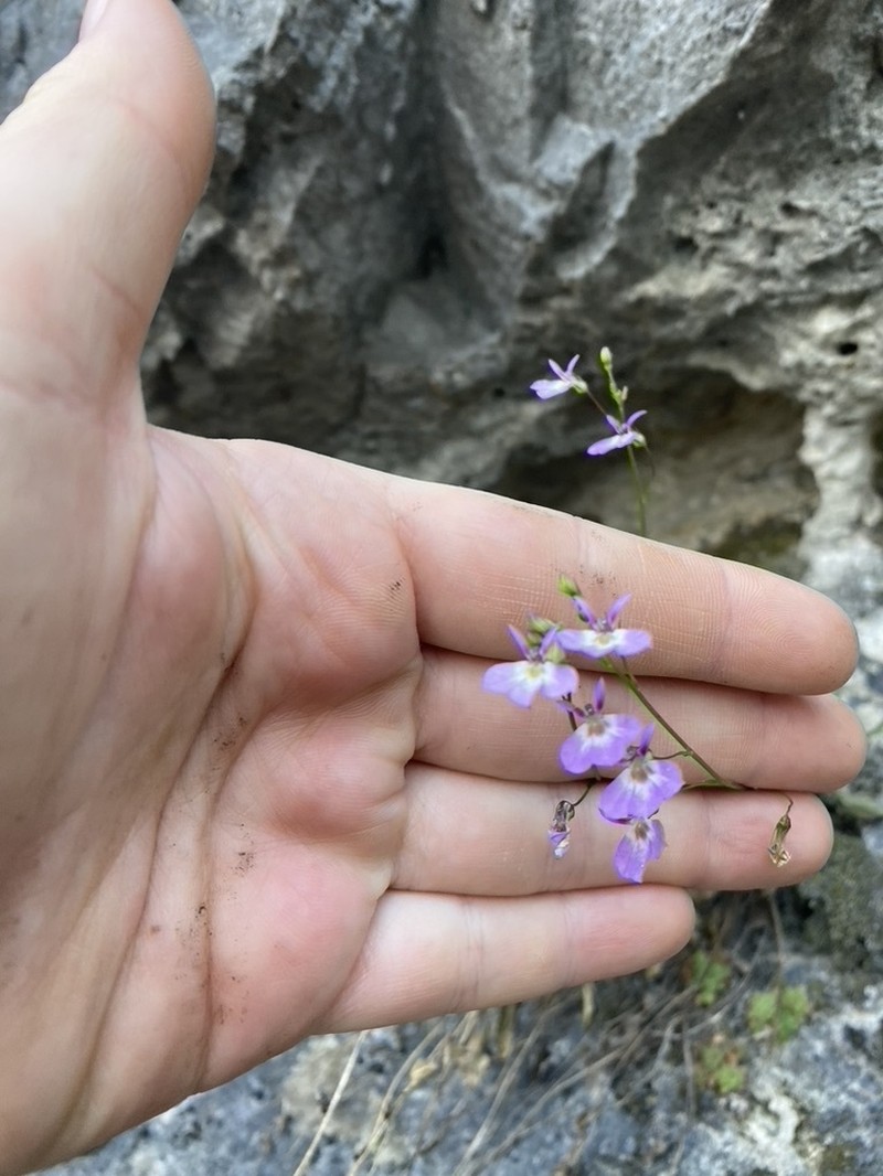 Berlandier's Lobelia photo 4