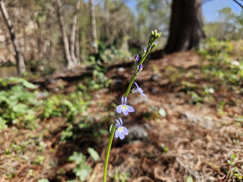 Berlandier's Lobelia photo 5