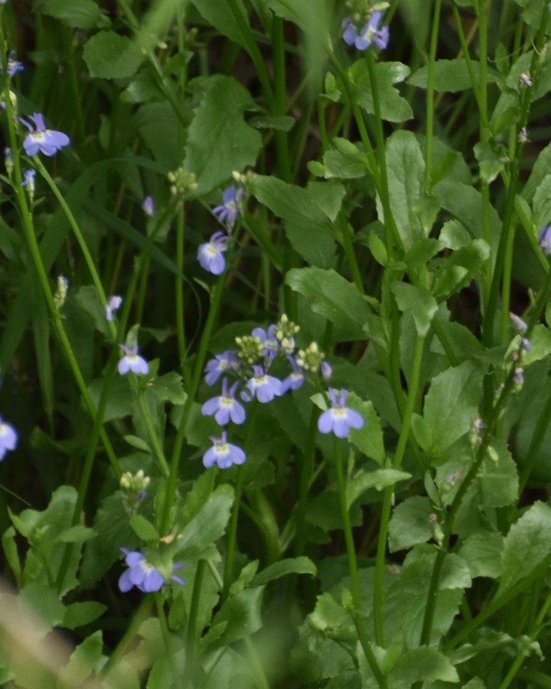 Berlandier's Lobelia photo 6