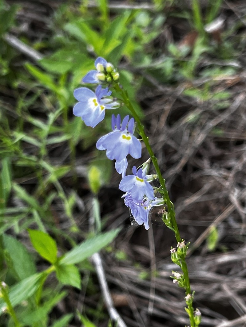Berlandier's Lobelia photo 7
