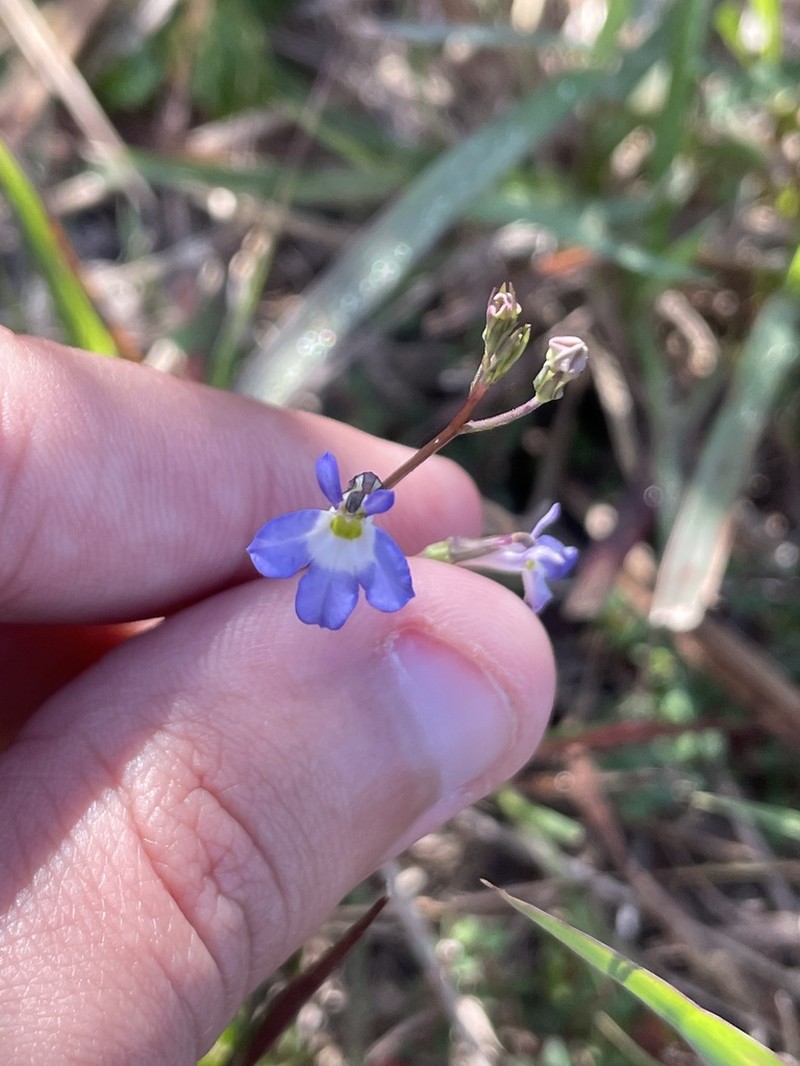 Berlandier's Lobelia photo 8