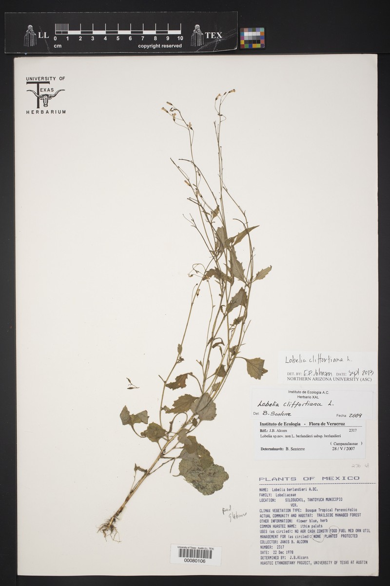 Lobelia berlandieri subsp. berlandieri