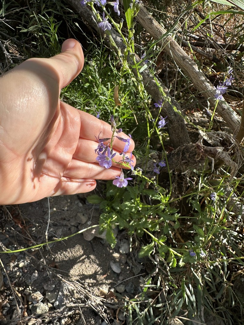 Lobelia berlandieri subsp. brachypoda