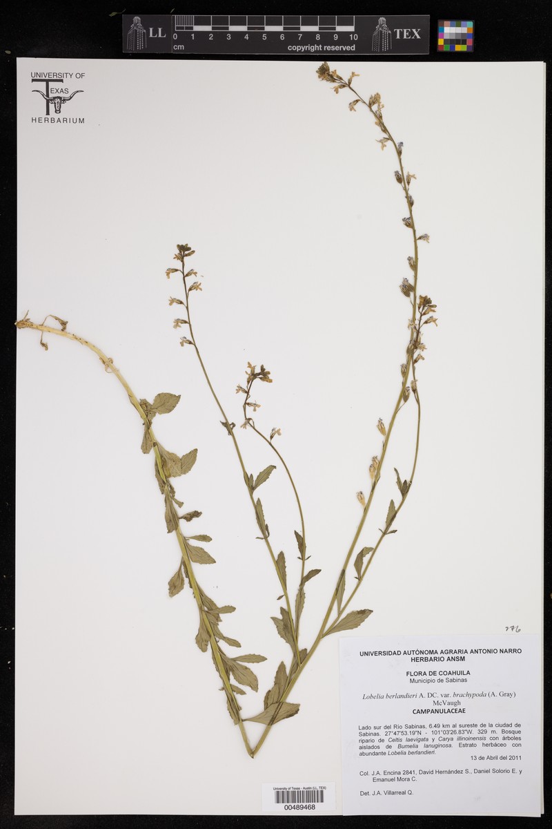 Lobelia berlandieri subsp. brachypoda photo 2