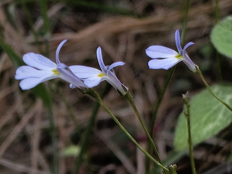 Lobelia biflora