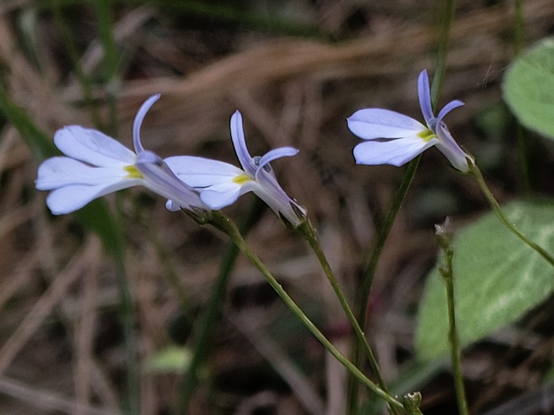 Lobelia biflora photo 2