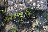 Lobelia blantyrensis